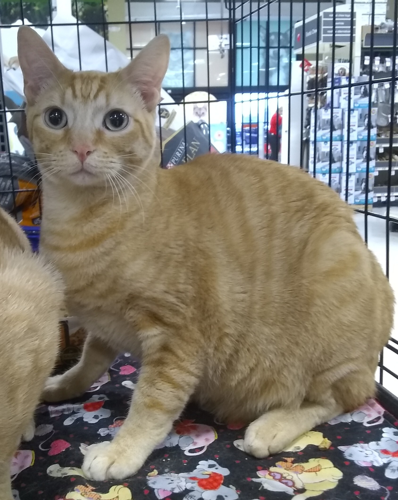 Remi, a Adoptable Domestic Short Hair in Houston, TX image 2/4