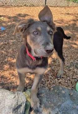 Bristol and Birdie, a ADOPTABLE mixed breed in Sudbury, MA image 3/5