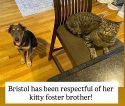 Bristol, a ADOPTABLE mixed breed in Sudbury, MA image 4/4