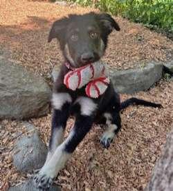 Bristol and Birdie, ADOPTABLE, Puppy Female Shepherd & Border Collie.