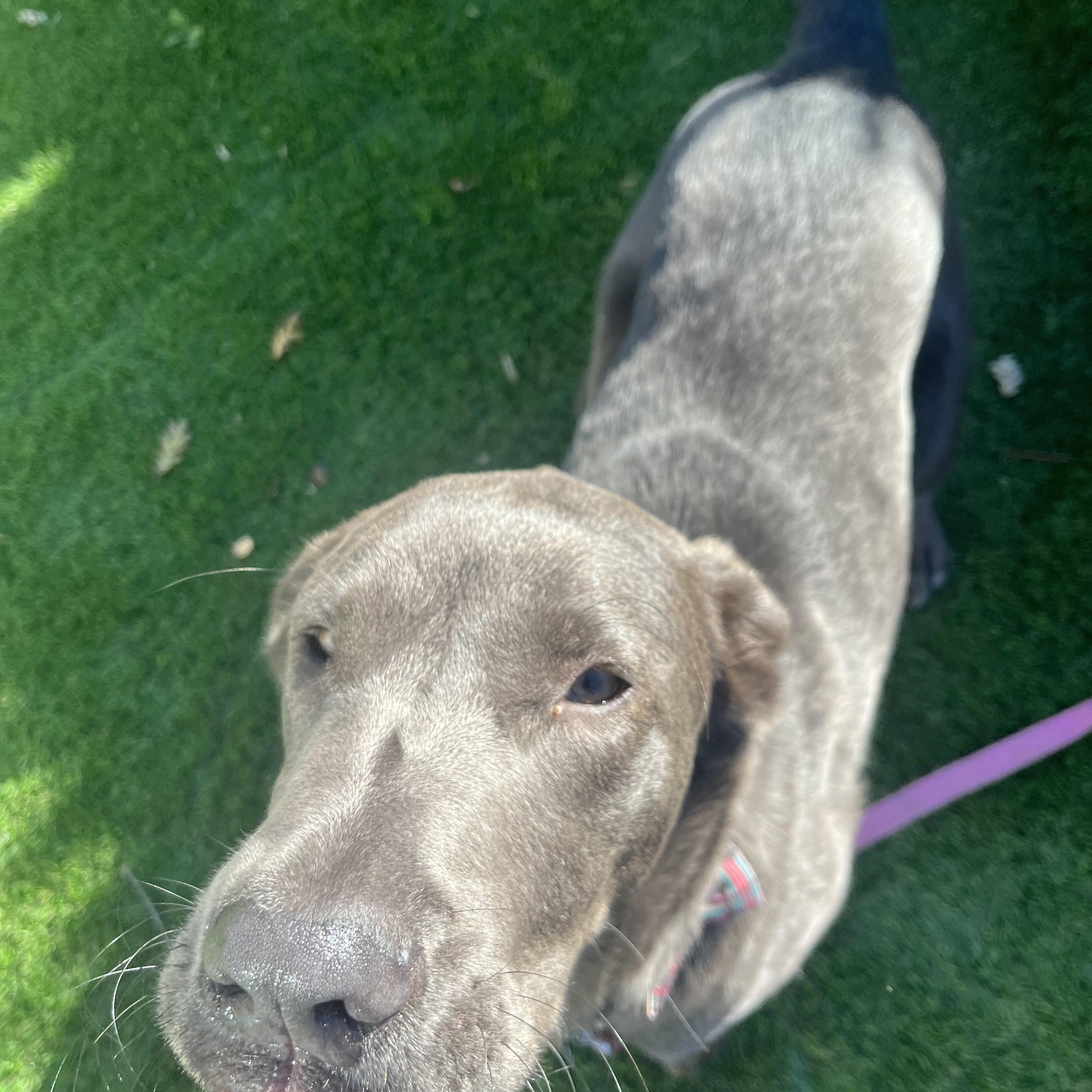 Enlarge Zephyr, an adoptable mixed breed in Pleasanton, CA image 6/6