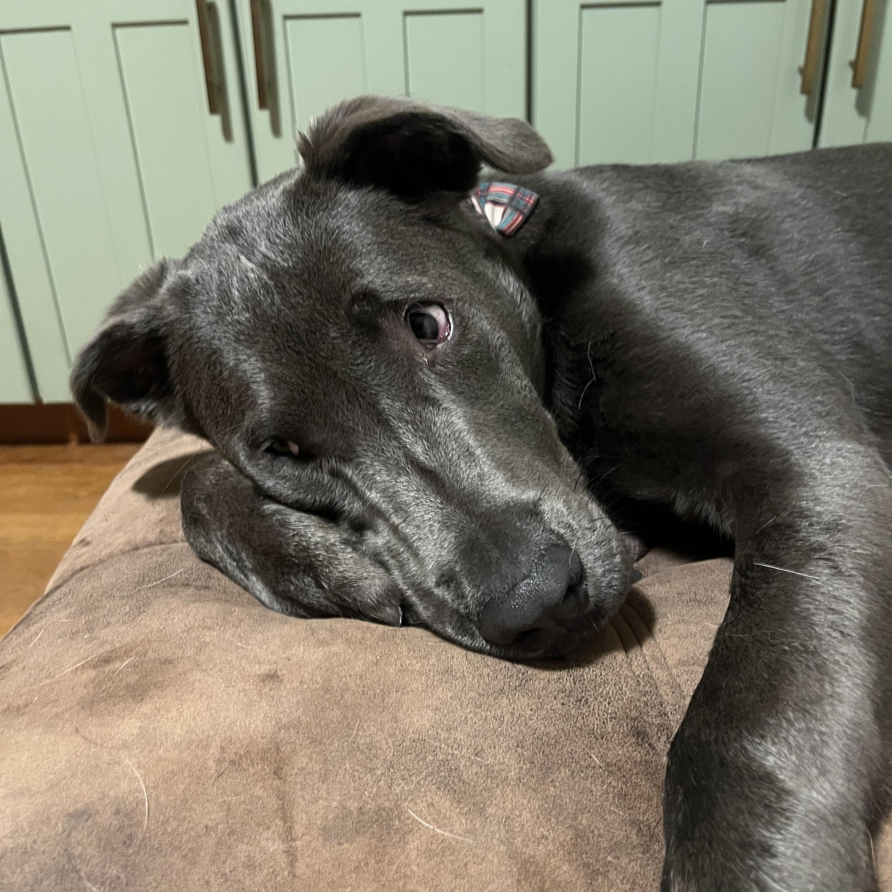 Enlarge Zephyr, an adoptable mixed breed in Pleasanton, CA image 3/6