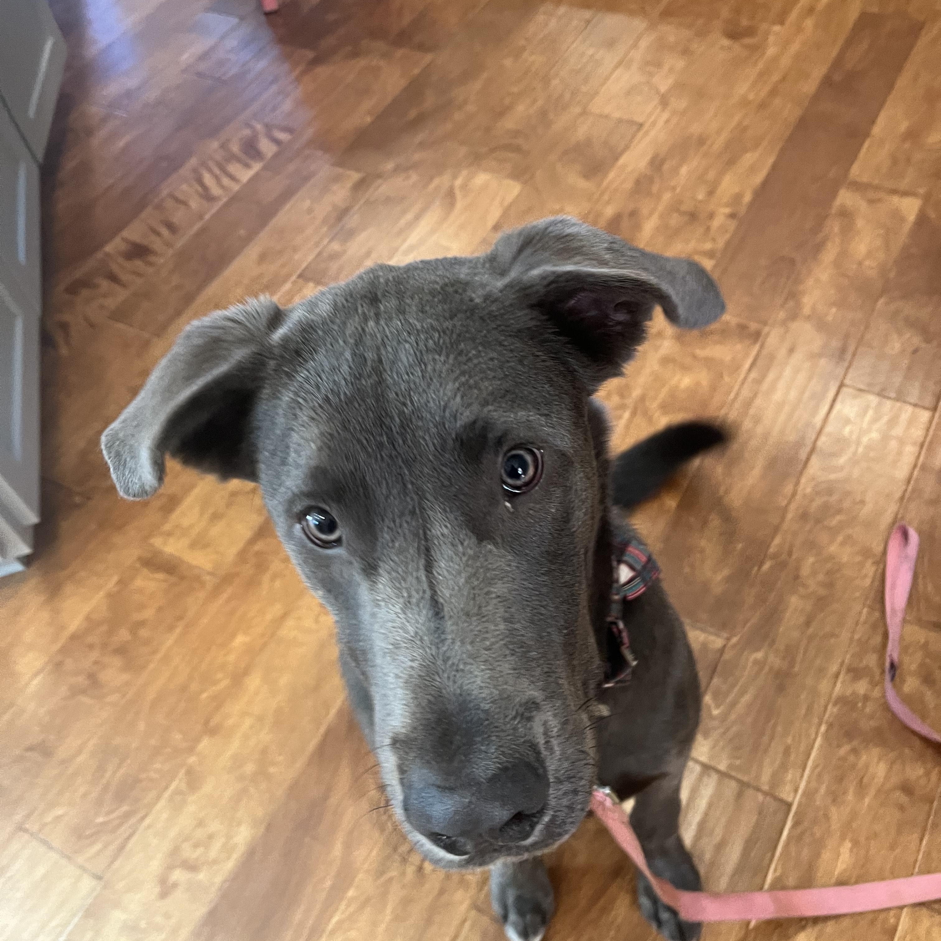 Enlarge Zephyr, an adoptable mixed breed in Pleasanton, CA image 2/6