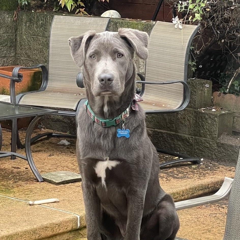 Zephyr, ADOPTABLE, Young Male Cane Corso & Pit Bull Terrier.