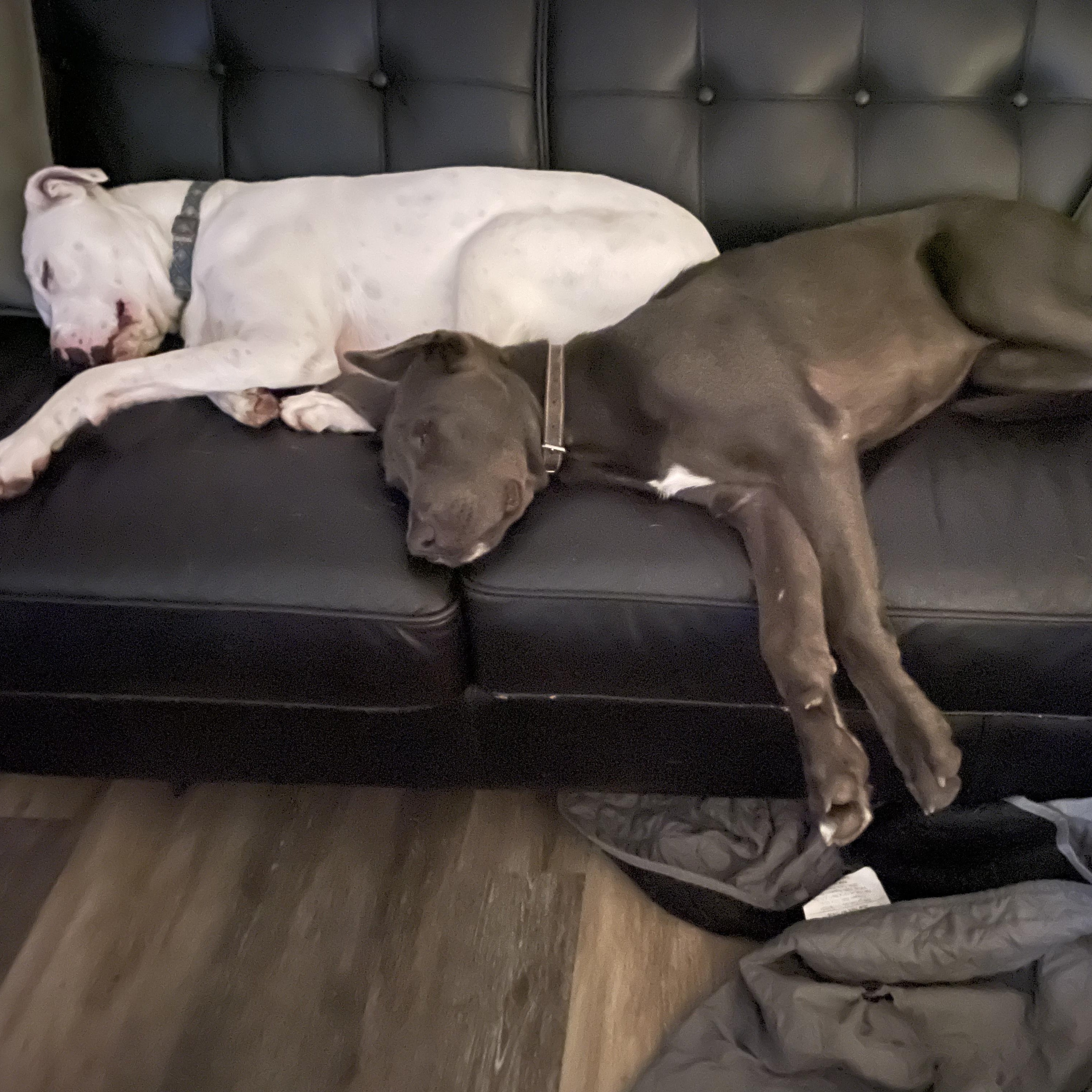 Enlarge Zephyr, an adoptable mixed breed in Pleasanton, CA image 5/6