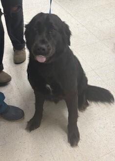 Girlie, Adoptable, Adult Female Labrador Retriever & Golden Retriever.