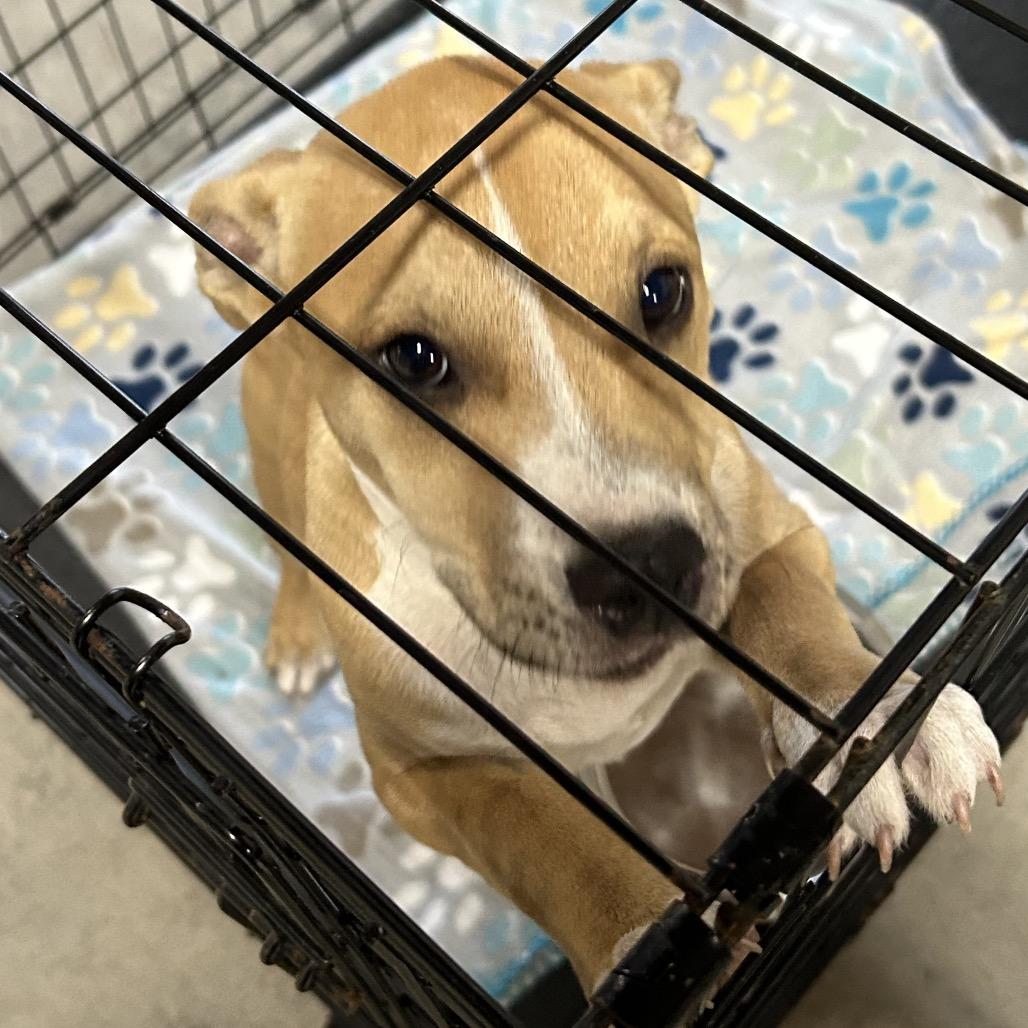 Quatro, Adoptable, Puppy Female Mixed Breed.