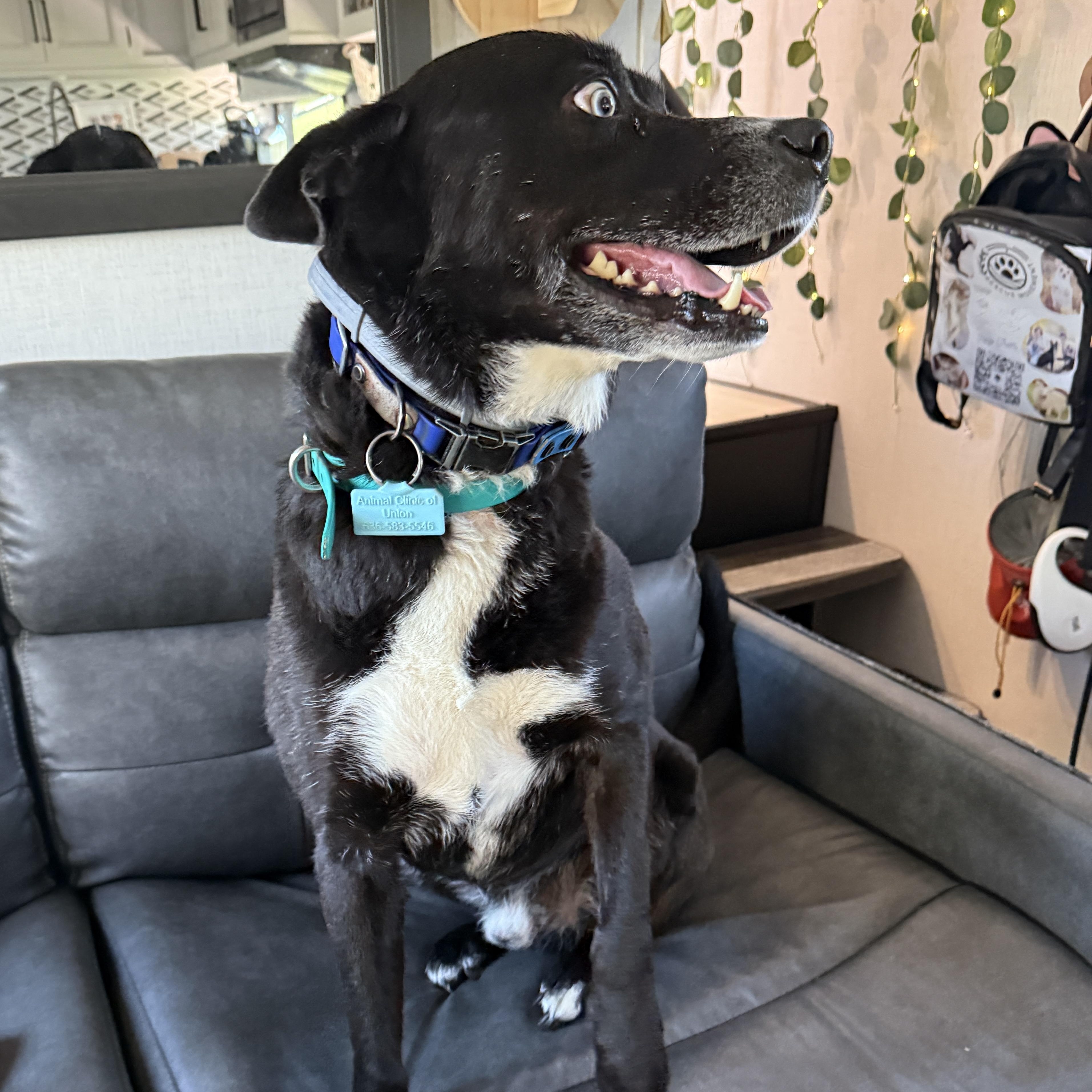 Coosa DEADLINE Friday, July 18 - 4pm, a ADOPTABLE mixed breed in Beaufort, MO image 4/6