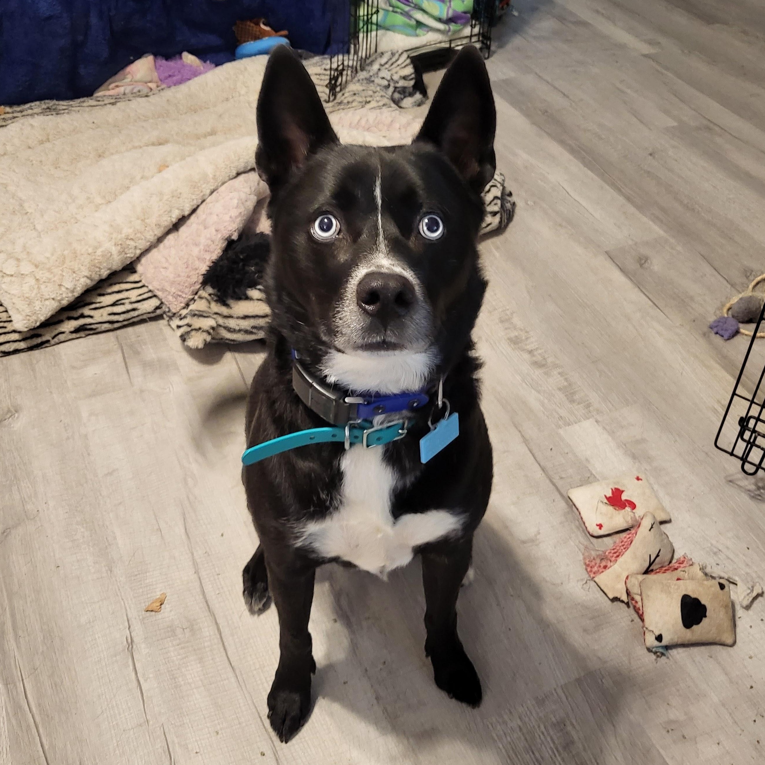 Coosa DEADLINE Friday, July 18 - 4pm, a ADOPTABLE mixed breed in Beaufort, MO image 6/6