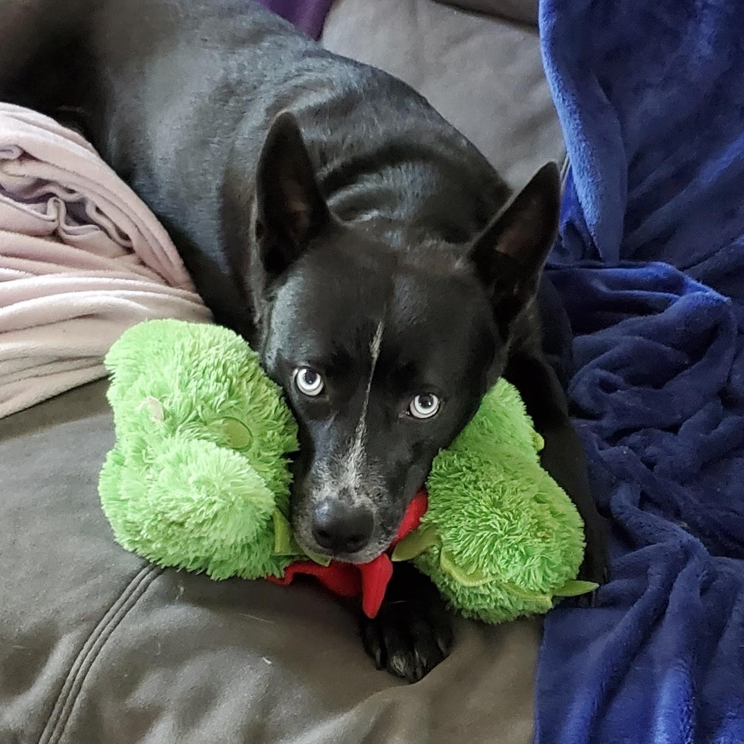 Coosa DEADLINE Friday, July 18 - 4pm, a ADOPTABLE mixed breed in Beaufort, MO image 5/6