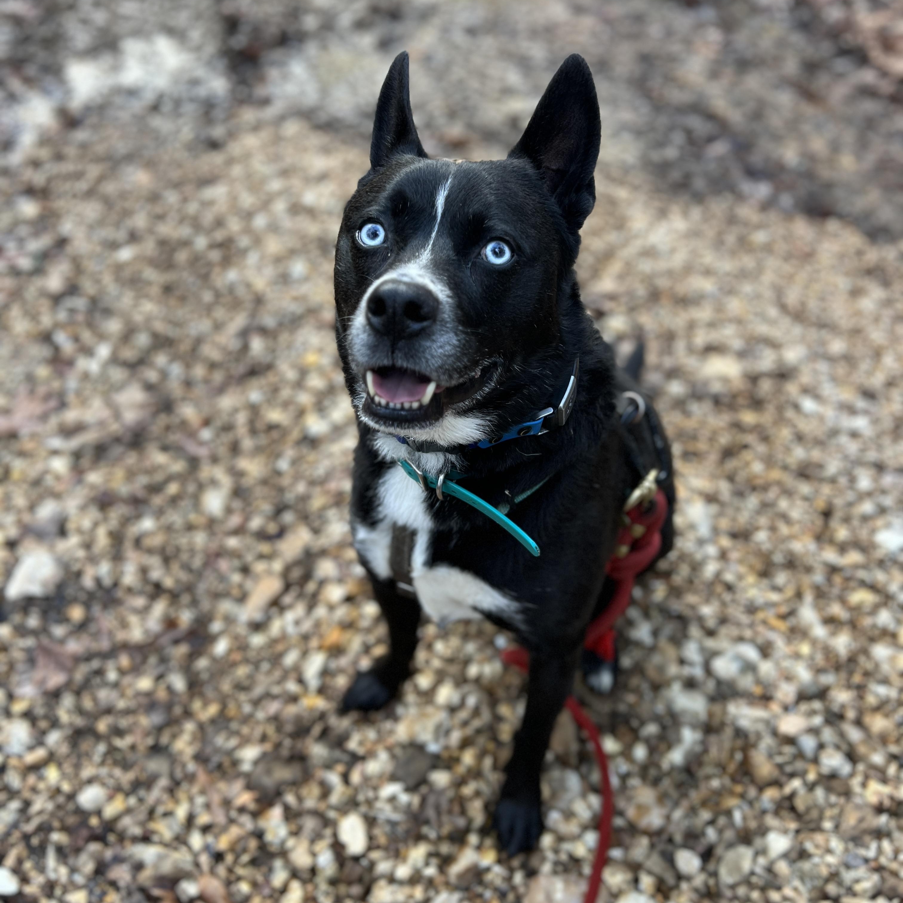 Coosa DEADLINE Friday, July 18 - 4pm, ADOPTABLE, Adult Male Husky & Black Labrador Retriever.
