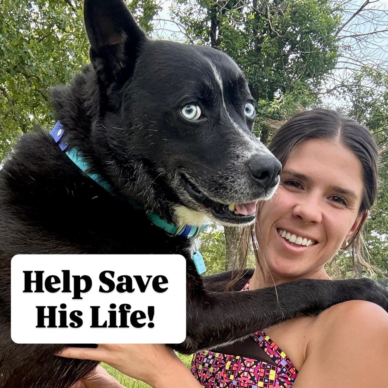 Coosa DEADLINE Friday, June 26, a ADOPTABLE mixed breed in Beaufort, MO image 1/6