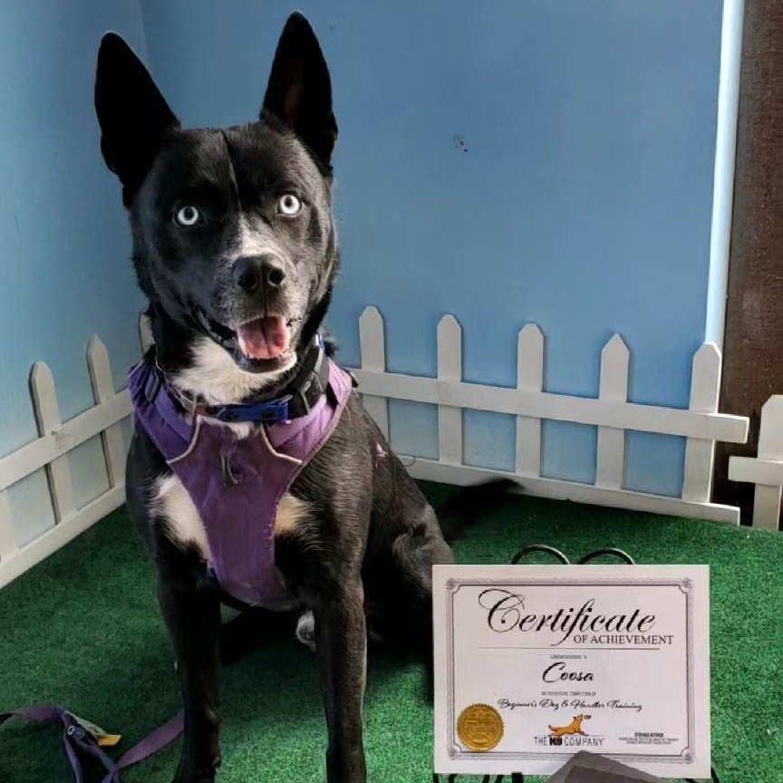 Coosa DEADLINE Friday, July 18 - 4pm, a ADOPTABLE mixed breed in Beaufort, MO image 3/6