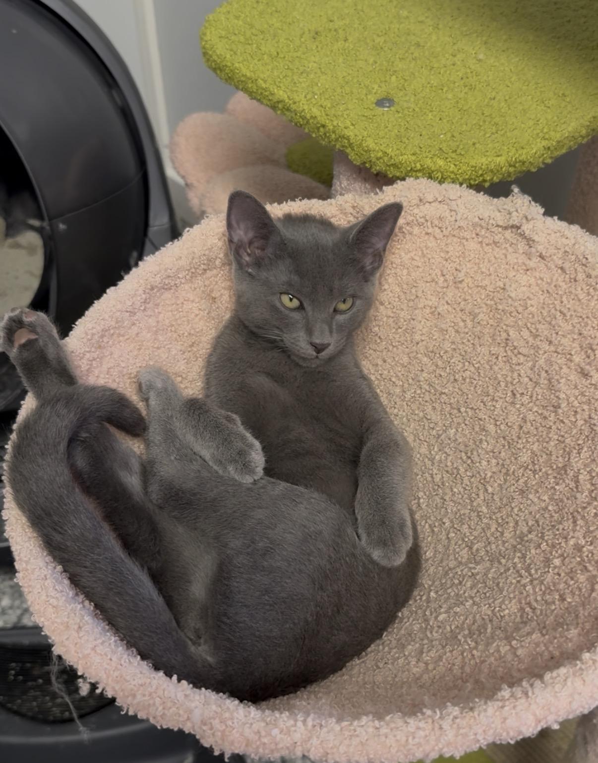 Gravy, Adoptable, Young Male Domestic Short Hair.