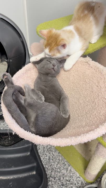 Enlarge Gravy, a Adoptable Domestic Short Hair in Currie, NC video 1/2