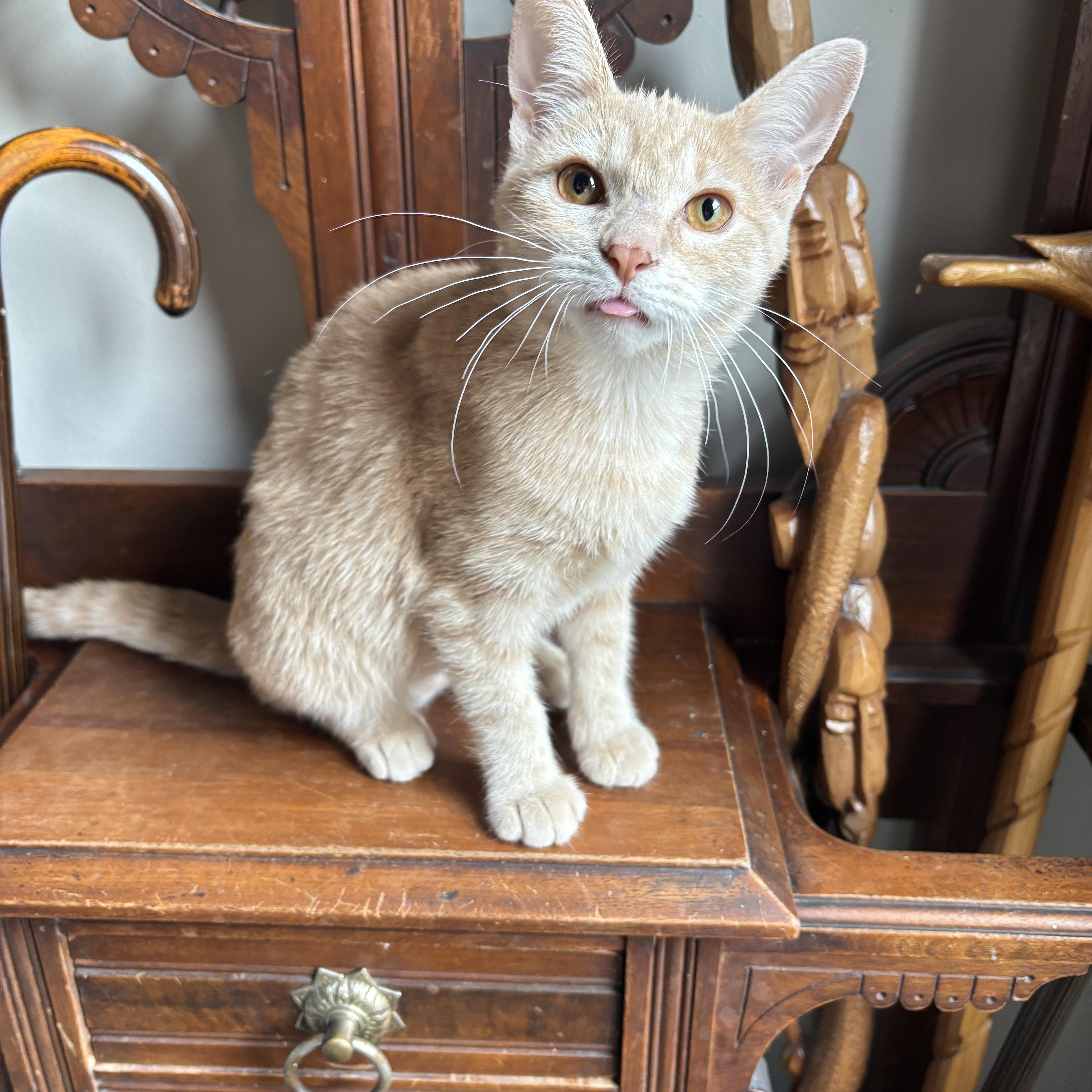 Enlarge ELOISE, a ADOPTABLE Domestic Short Hair in Shakespeare, ON image 3/4