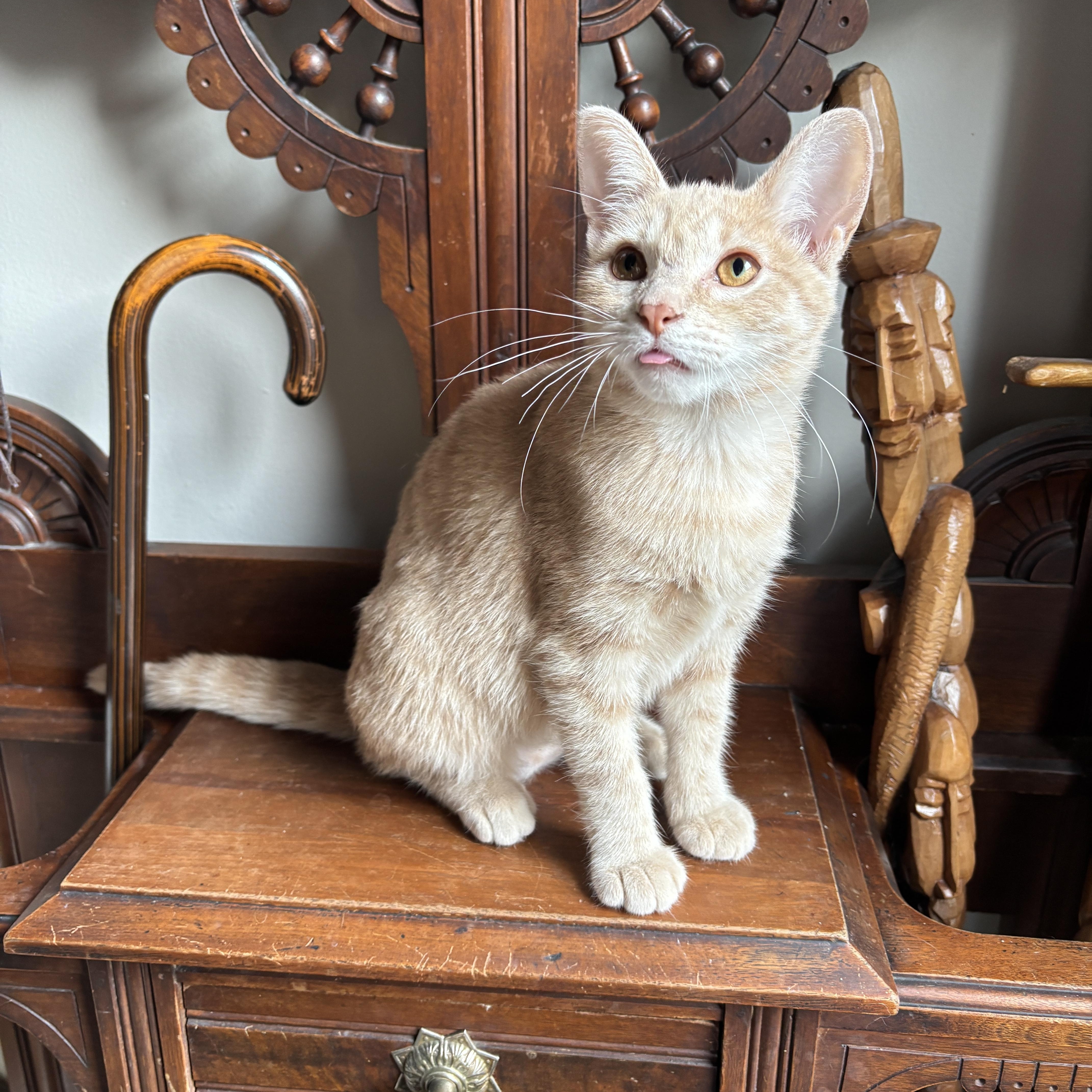 Enlarge ELOISE, a ADOPTABLE Domestic Short Hair in Shakespeare, ON image 2/4