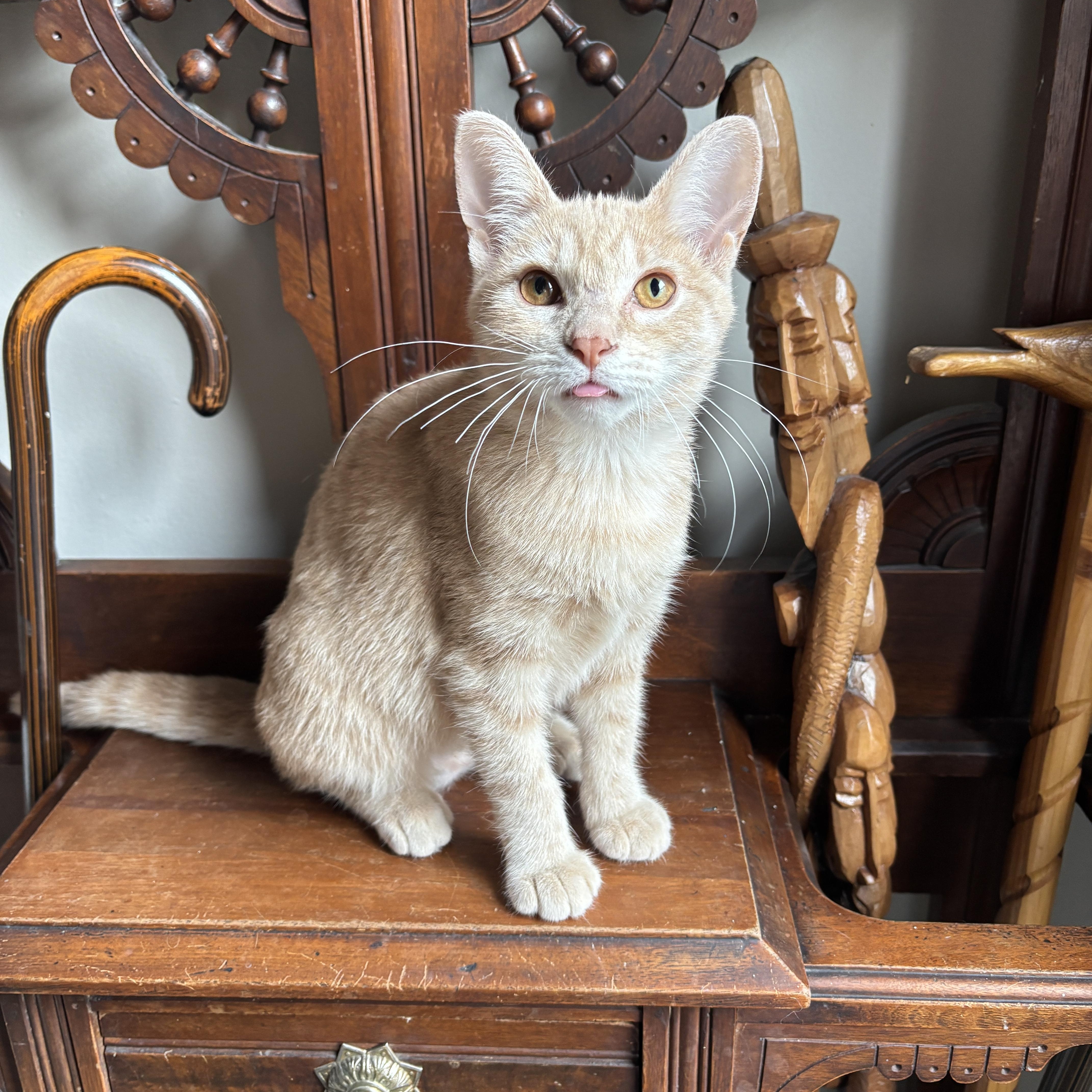 Enlarge ELOISE, a ADOPTABLE Domestic Short Hair in Shakespeare, ON image 1/4