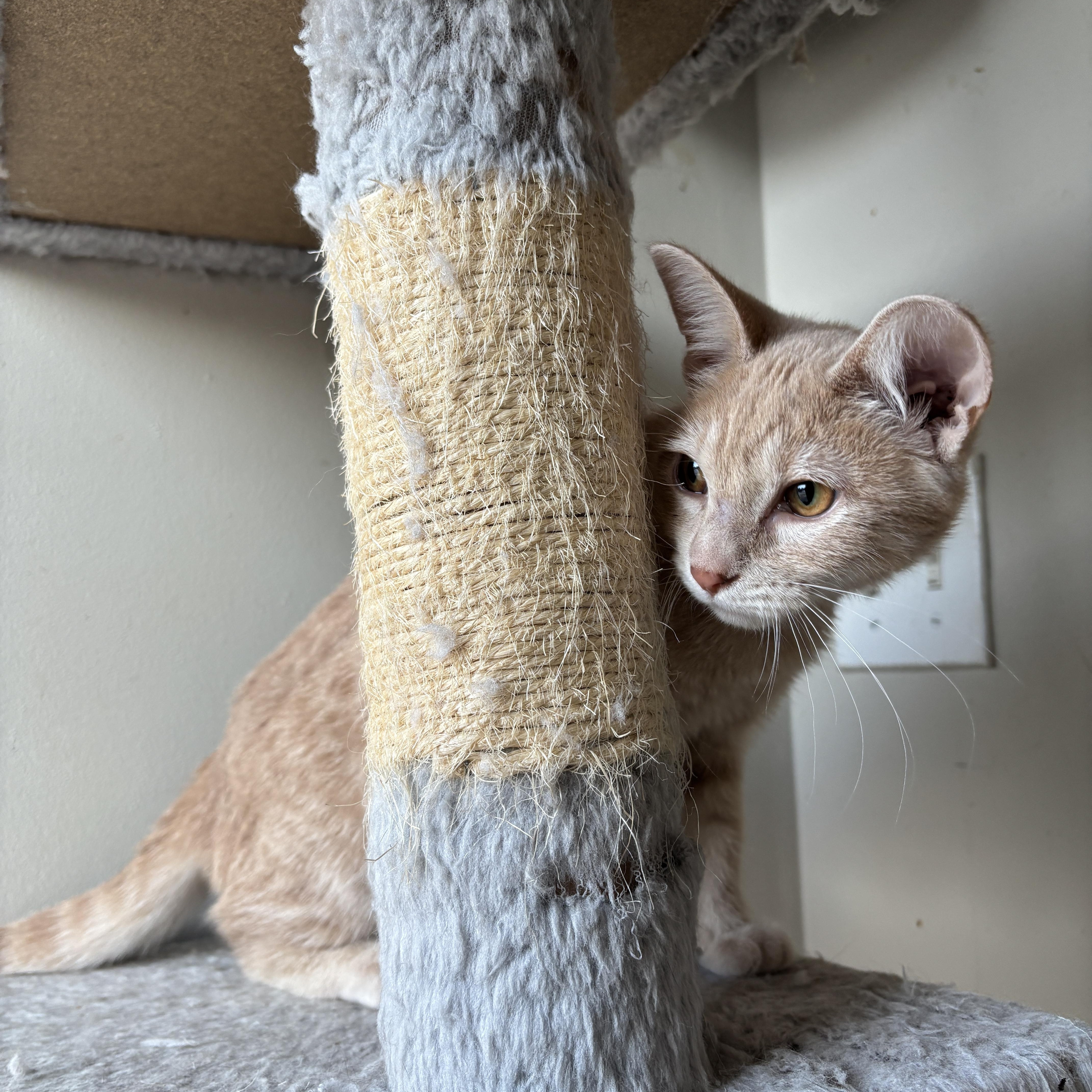 Enlarge ELOISE, a ADOPTABLE Domestic Short Hair in Shakespeare, ON image 4/4