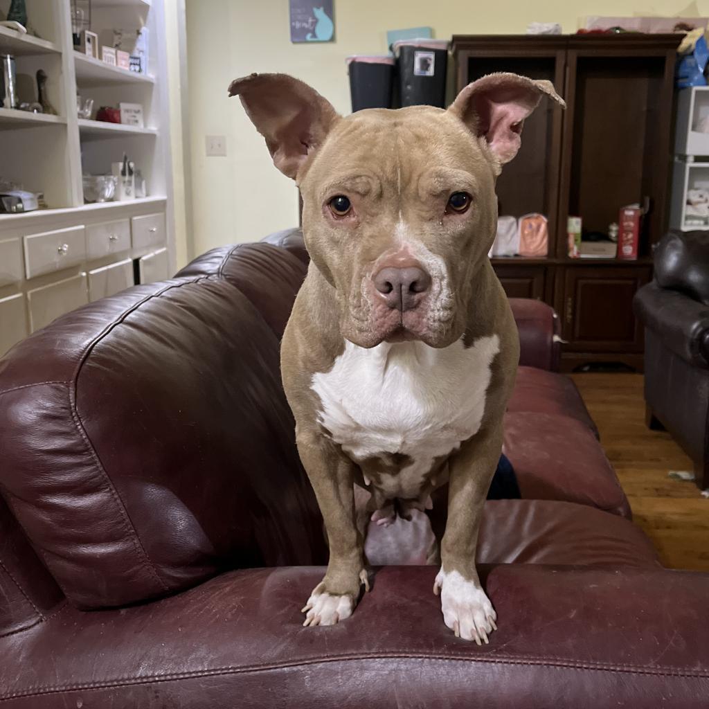 Sasha, Adoptable, Adult Female French Bulldog.