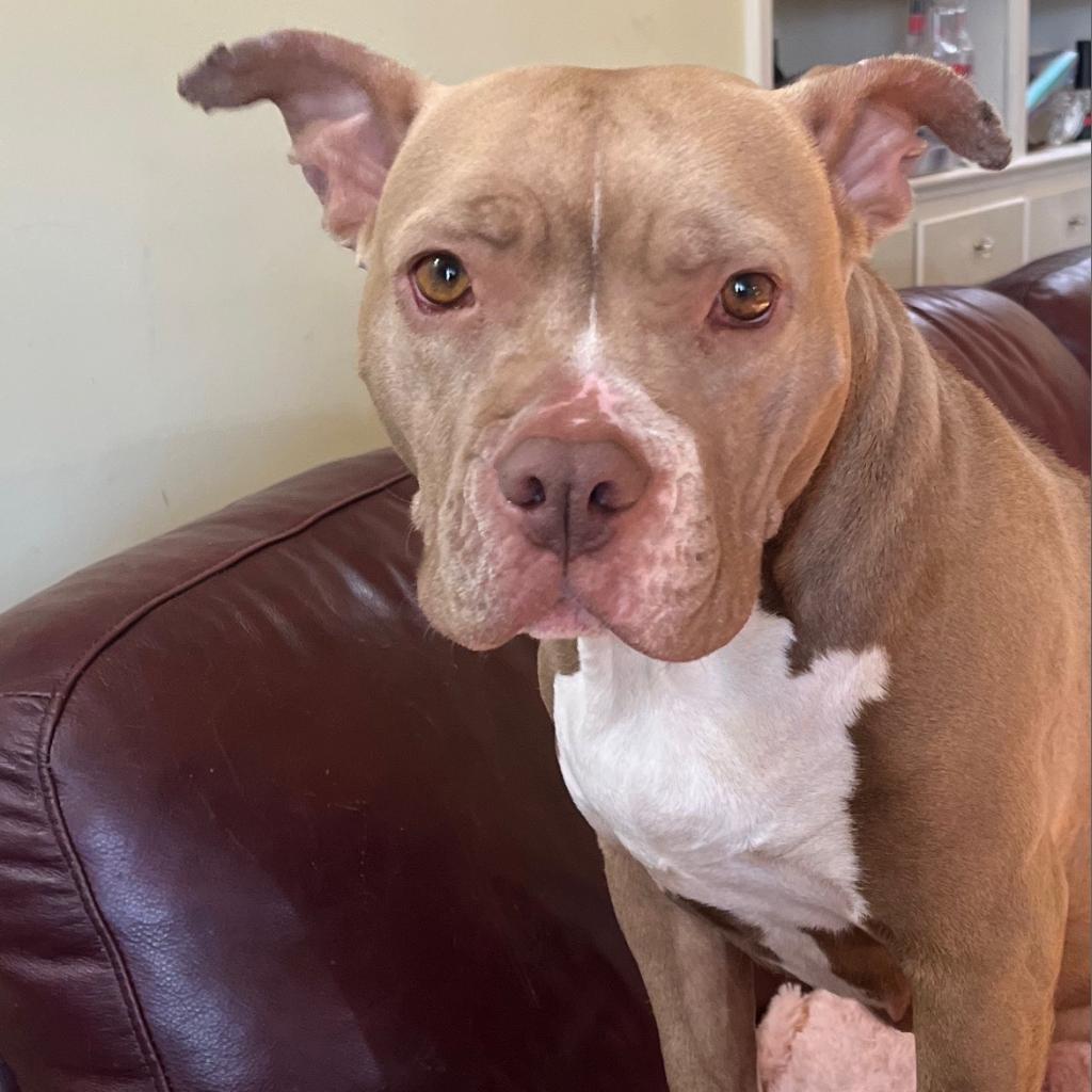 Enlarge Sasha, a Adoptable mixed breed in Birmingham, AL image 2/4