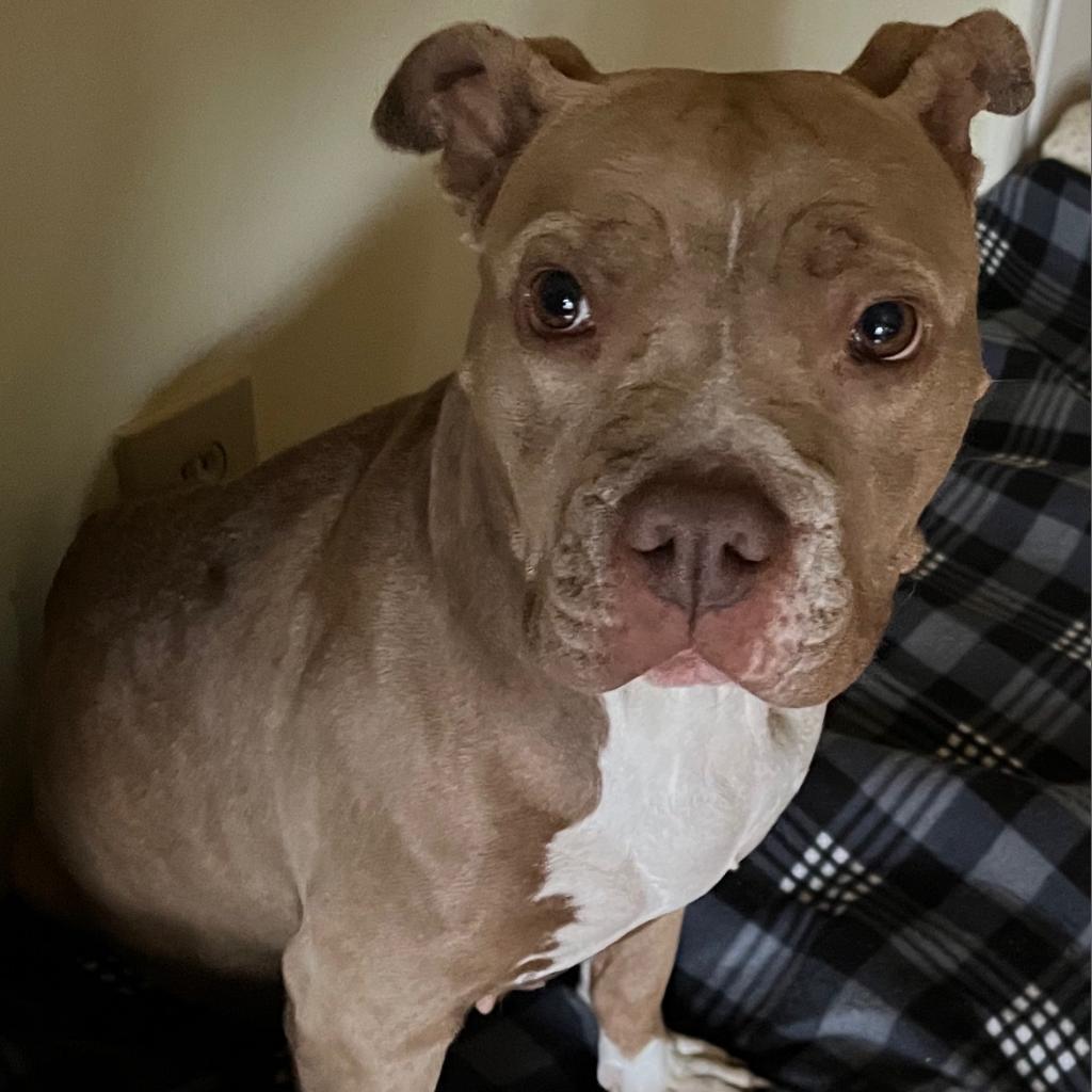 Enlarge Sasha, a Adoptable mixed breed in Birmingham, AL image 3/4