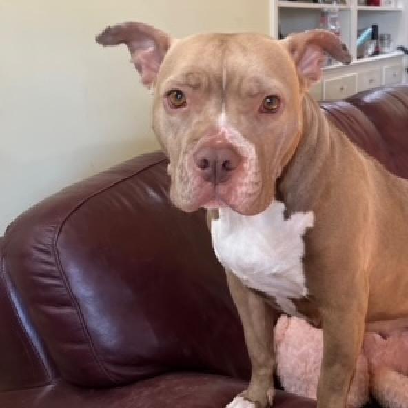 Enlarge Sasha, a Adoptable mixed breed in Birmingham, AL image 4/4