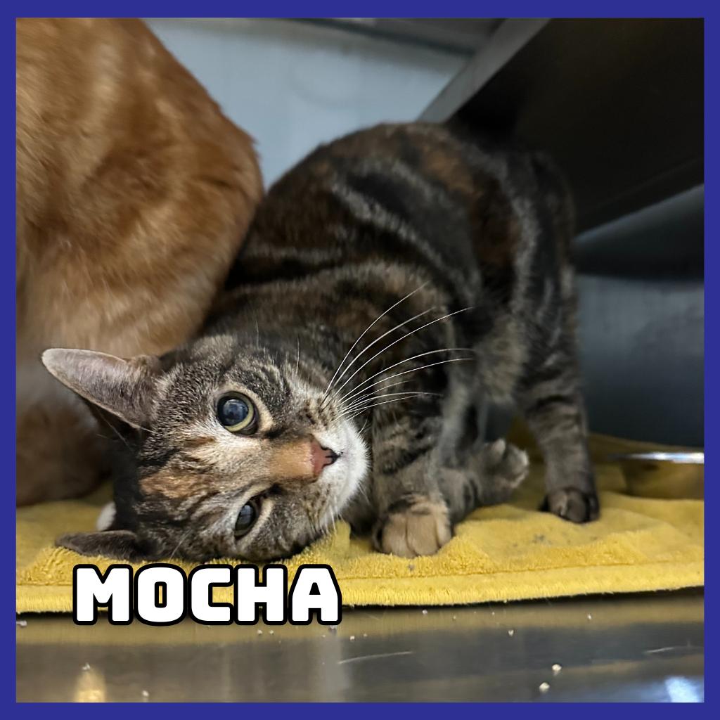 Mocha, Adoptable, Senior Female Domestic Short Hair.