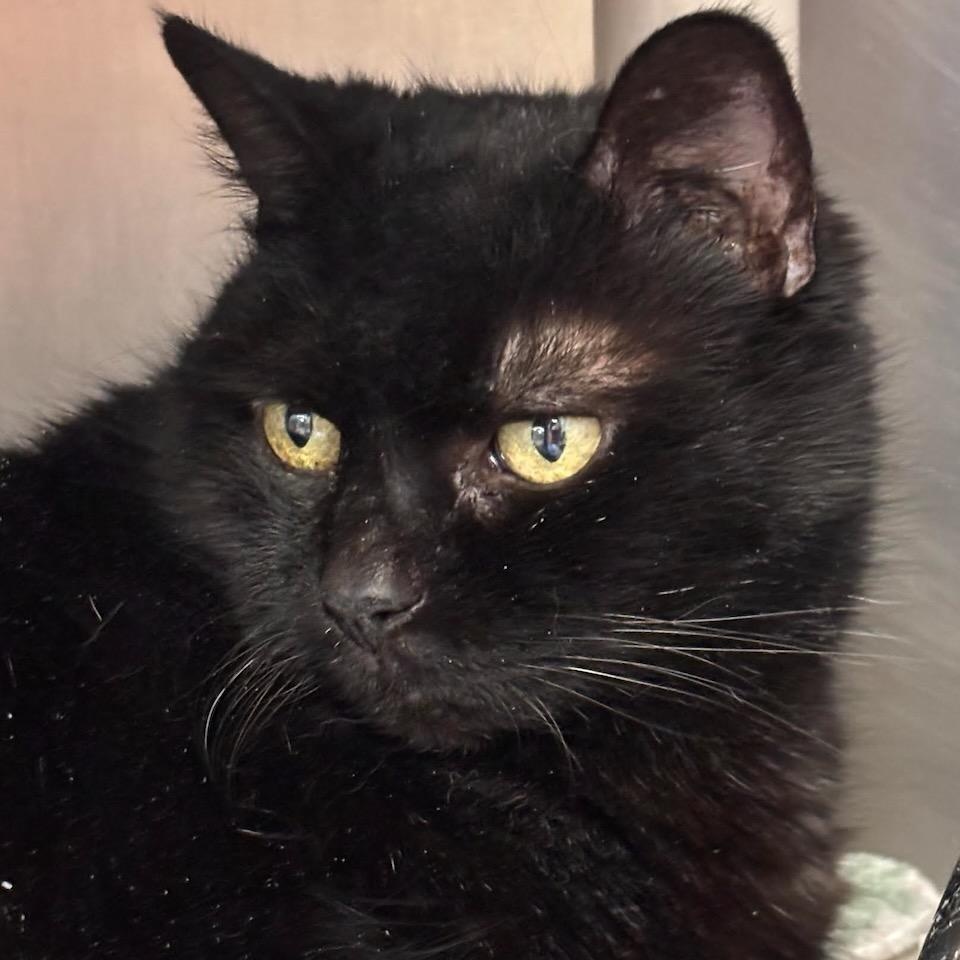 Lucy, ADOPTABLE, Senior Female Domestic Short Hair.
