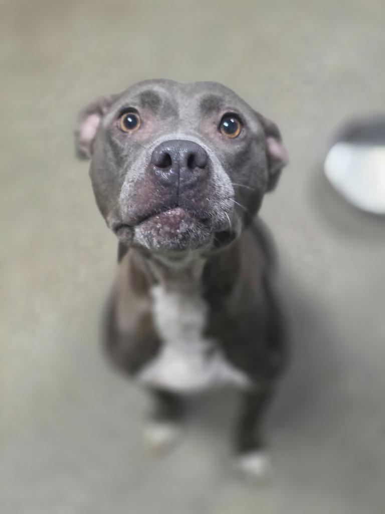 Tesla, Adoptable, Young Female American Staffordshire Terrier.
