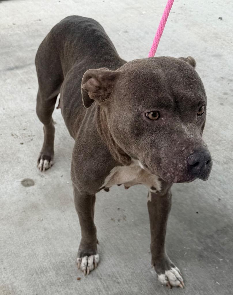 Tesla, Adoptable, Young Female American Staffordshire Terrier.