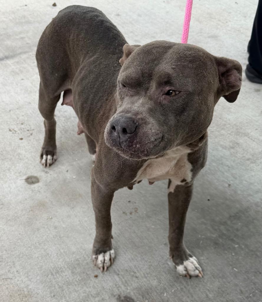 Enlarge Tesla, a Adoptable American Staffordshire Terrier in Rockport, TX image 2/2