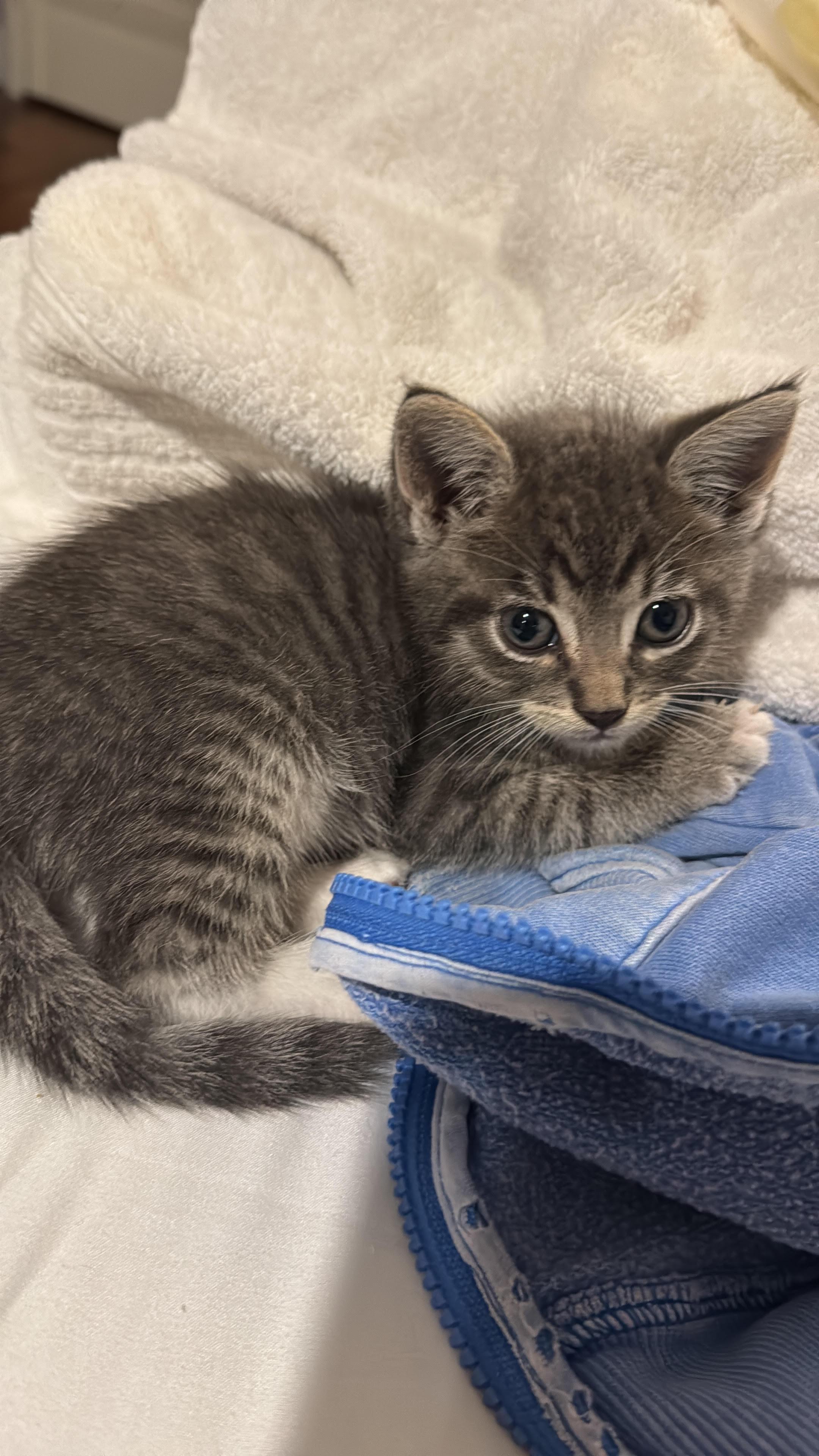 Sage, a Adoptable Domestic Short Hair in Long Beach, CA image 1/3
