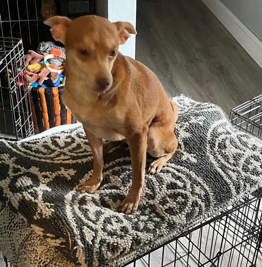 Orville, Adoptable, Adult Male Chihuahua.