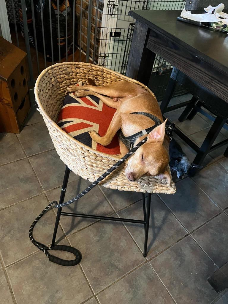 Enlarge Orville, a Adoptable Chihuahua in Gorham, ME image 3/5