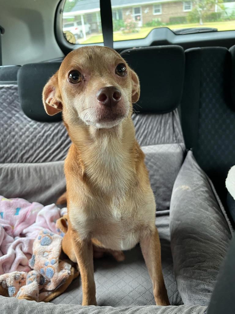 Enlarge Orville, a Adoptable Chihuahua in Gorham, ME image 4/5