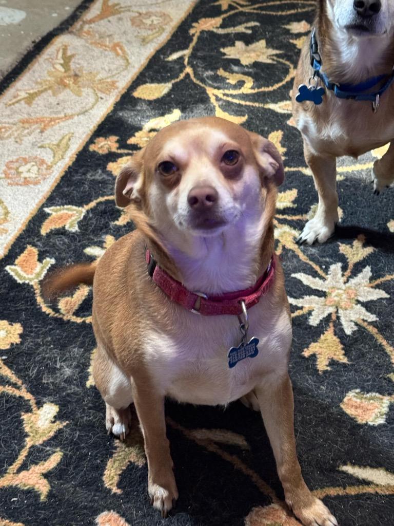 Enlarge Orville, a Adoptable Chihuahua in Gorham, ME image 5/5