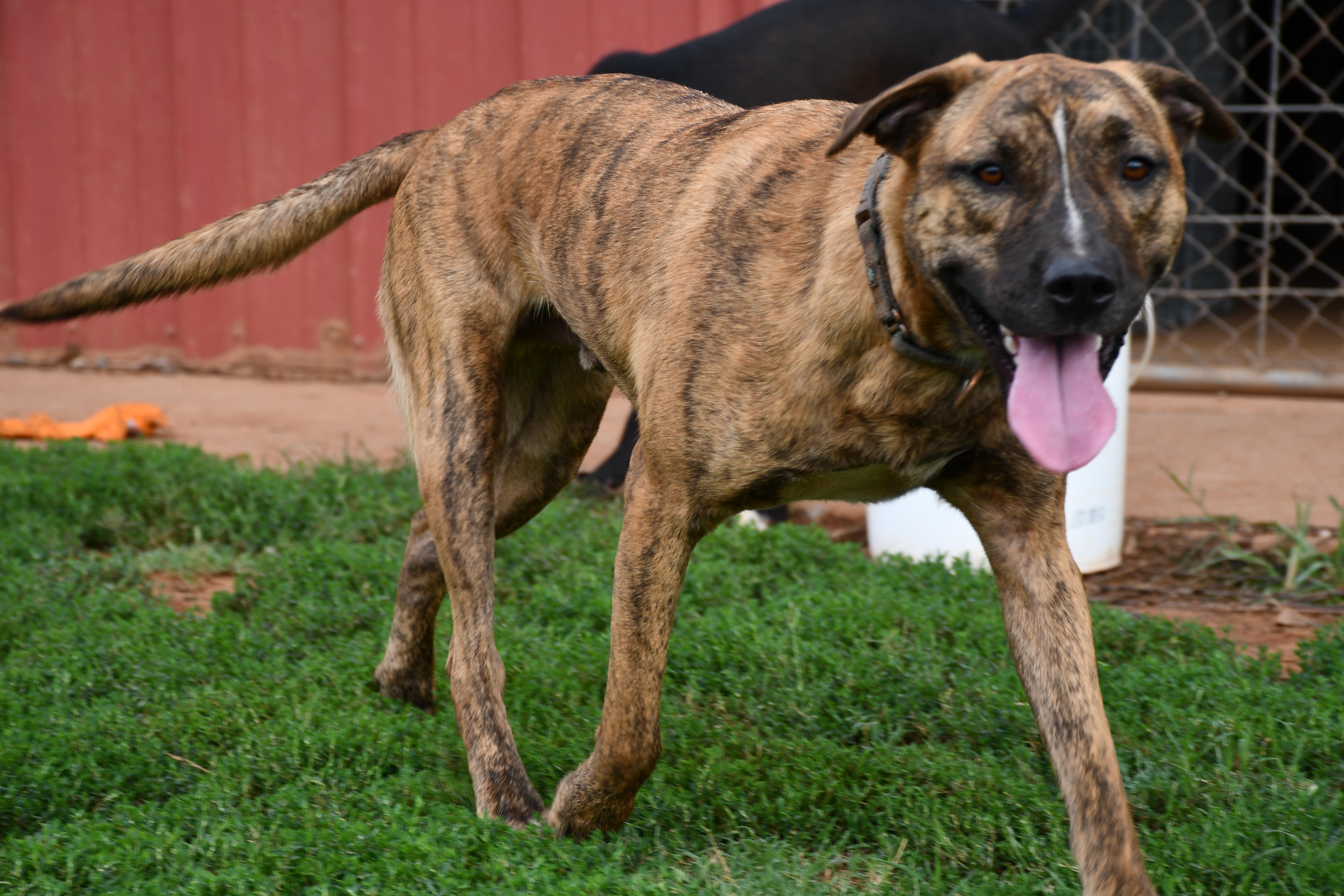 Evening, a Adoptable Mixed Breed in Chickasha, OK image 1/3