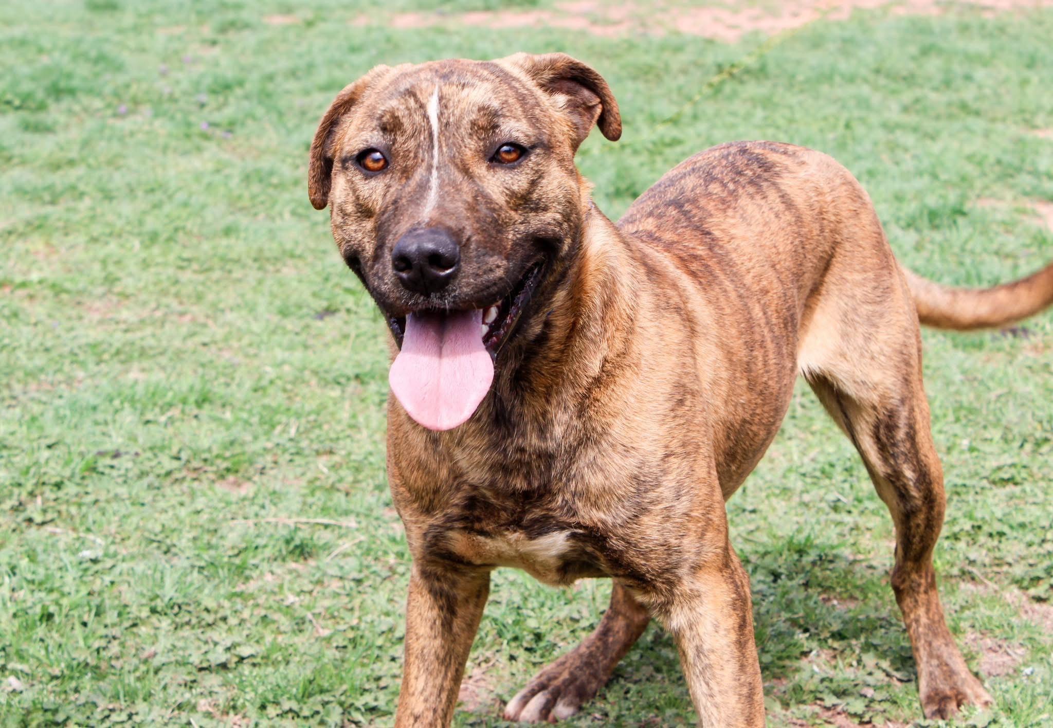 Evening, a Adoptable Mixed Breed in Chickasha, OK image 2/3