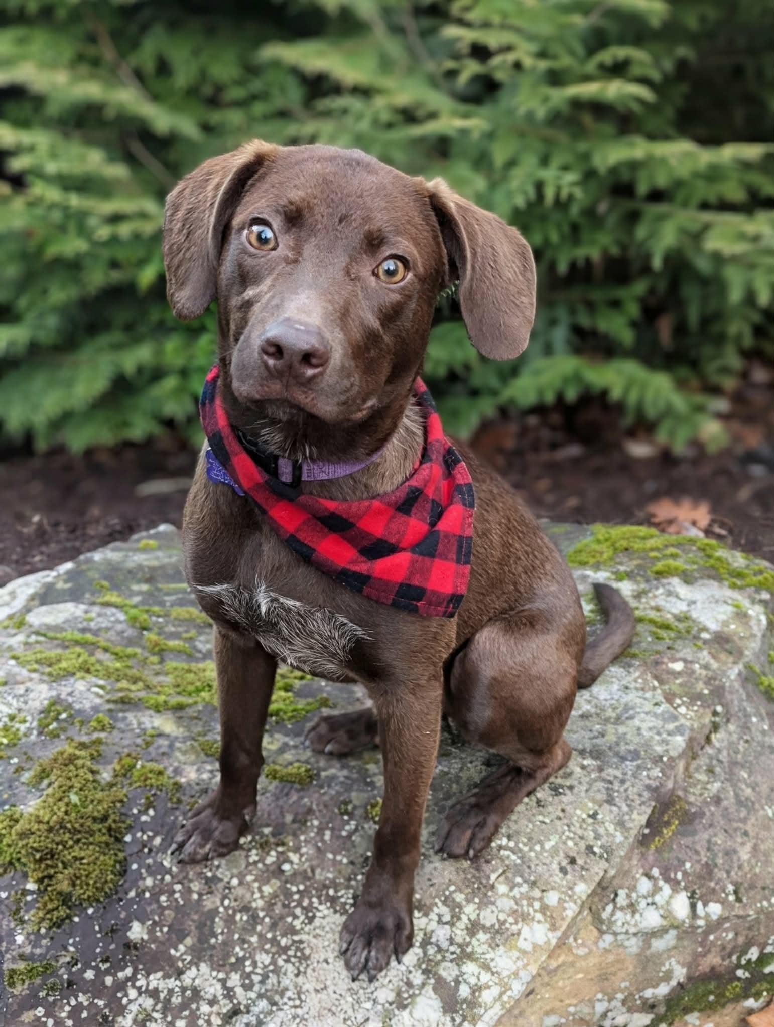 Enlarge Reagon - MEET at PETCO 3/7!, a Adoptable Chocolate Labrador Retriever in Cookeville, TN image 2/3