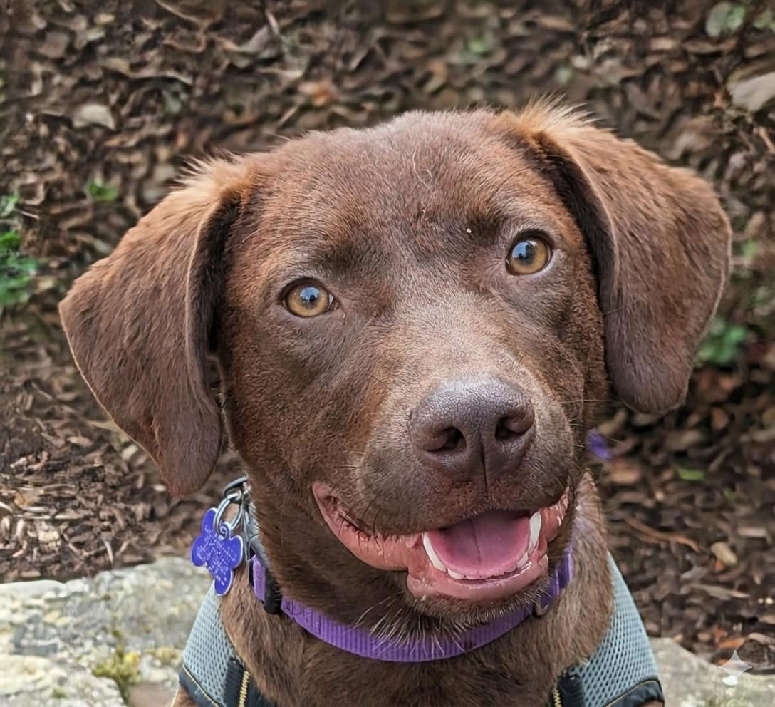 Enlarge Reagon - MEET at PETCO 3/7!, a Adoptable Chocolate Labrador Retriever in Cookeville, TN image 3/3