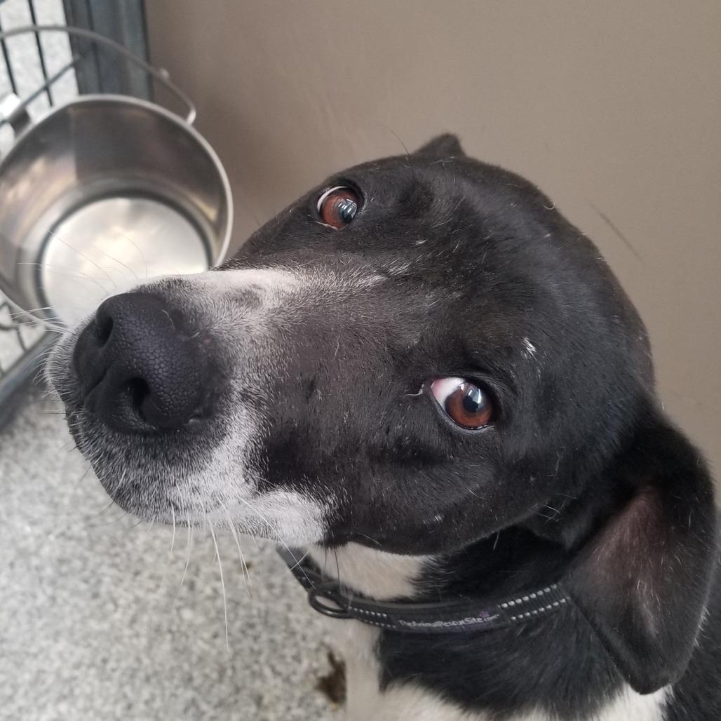 Patricia, Adoptable, Adult Female Australian Cattle Dog / Blue Heeler & Mixed Breed.