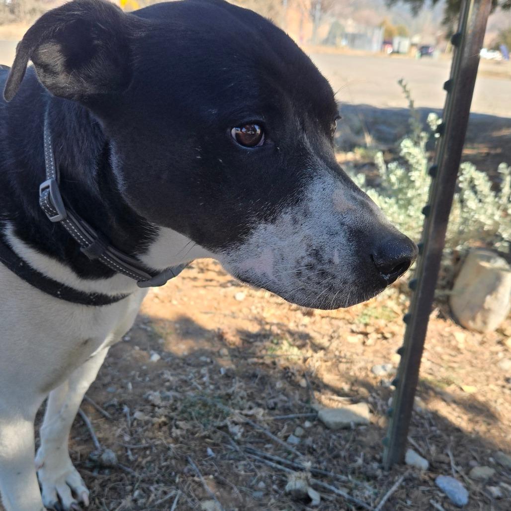 Enlarge Patricia, a Adoptable mixed breed in Taos, NM image 3/6