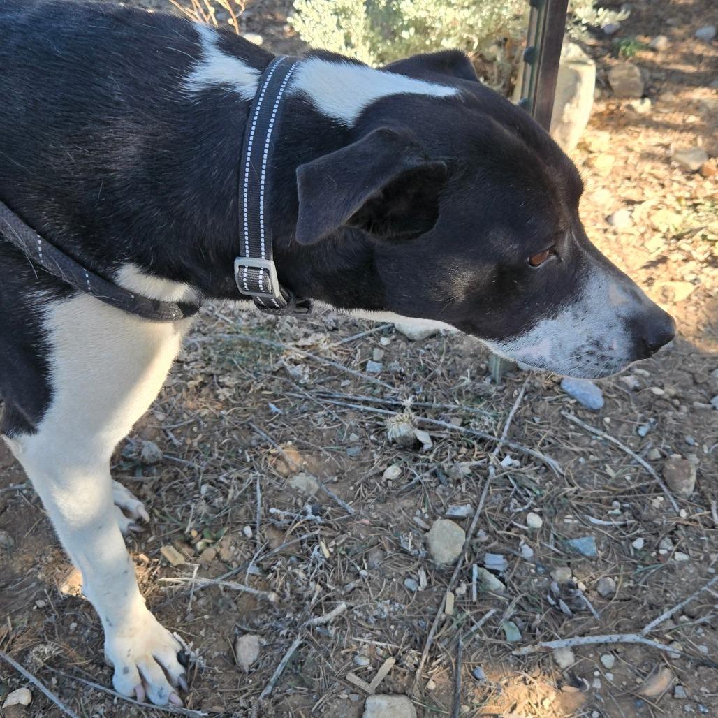 Enlarge Patricia, a Adoptable mixed breed in Taos, NM image 6/6