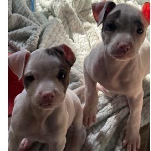 Dolly, Adoptable, Puppy Female Pit Bull Terrier & Mixed Breed.