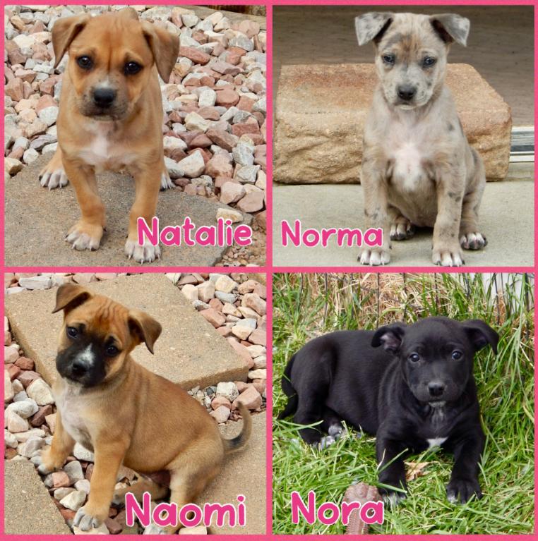 Female N Litter, a ADOPTABLE mixed breed in Mead, CO image 1/3