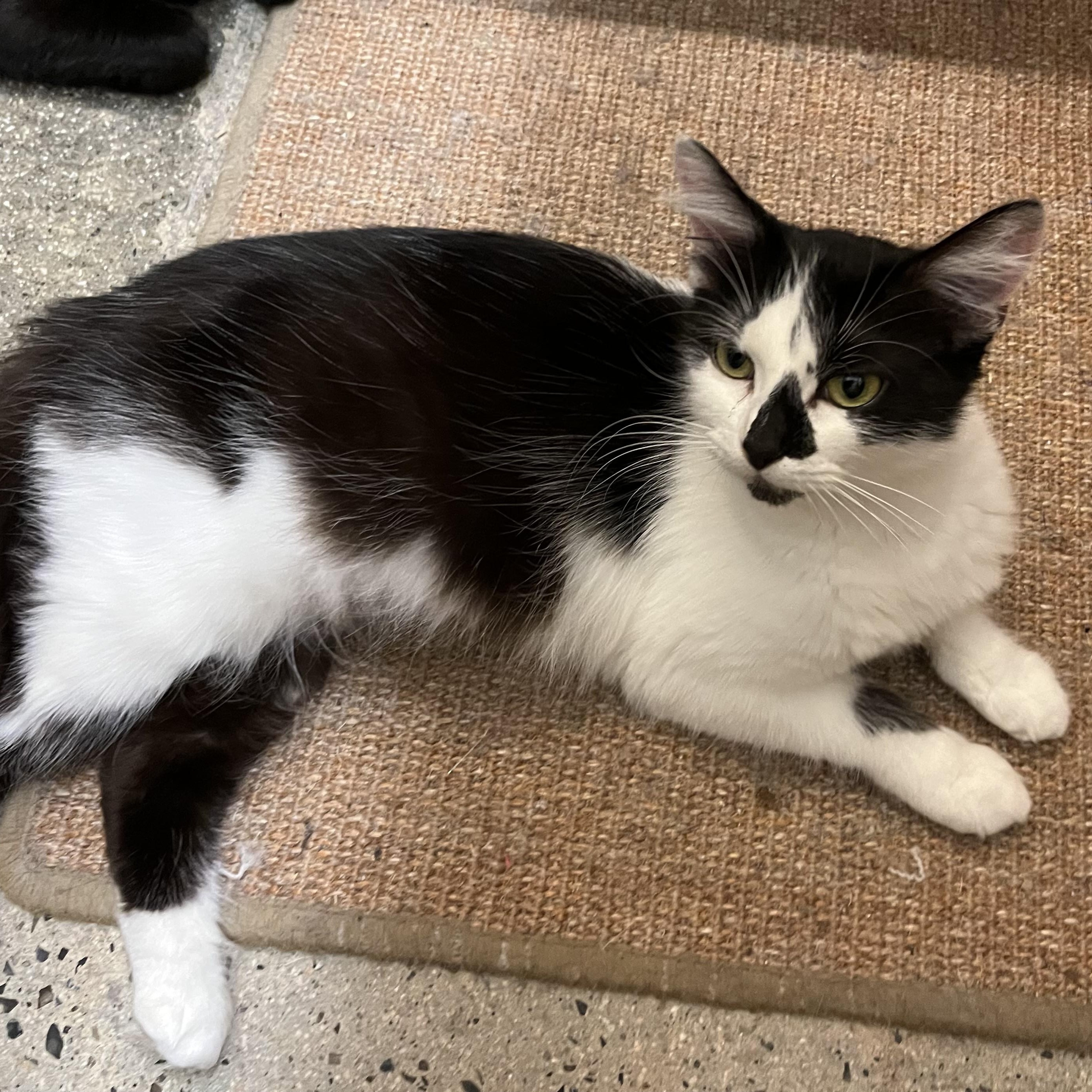 Enlarge Tiffany, a Adoptable Domestic Medium Hair image 2/3