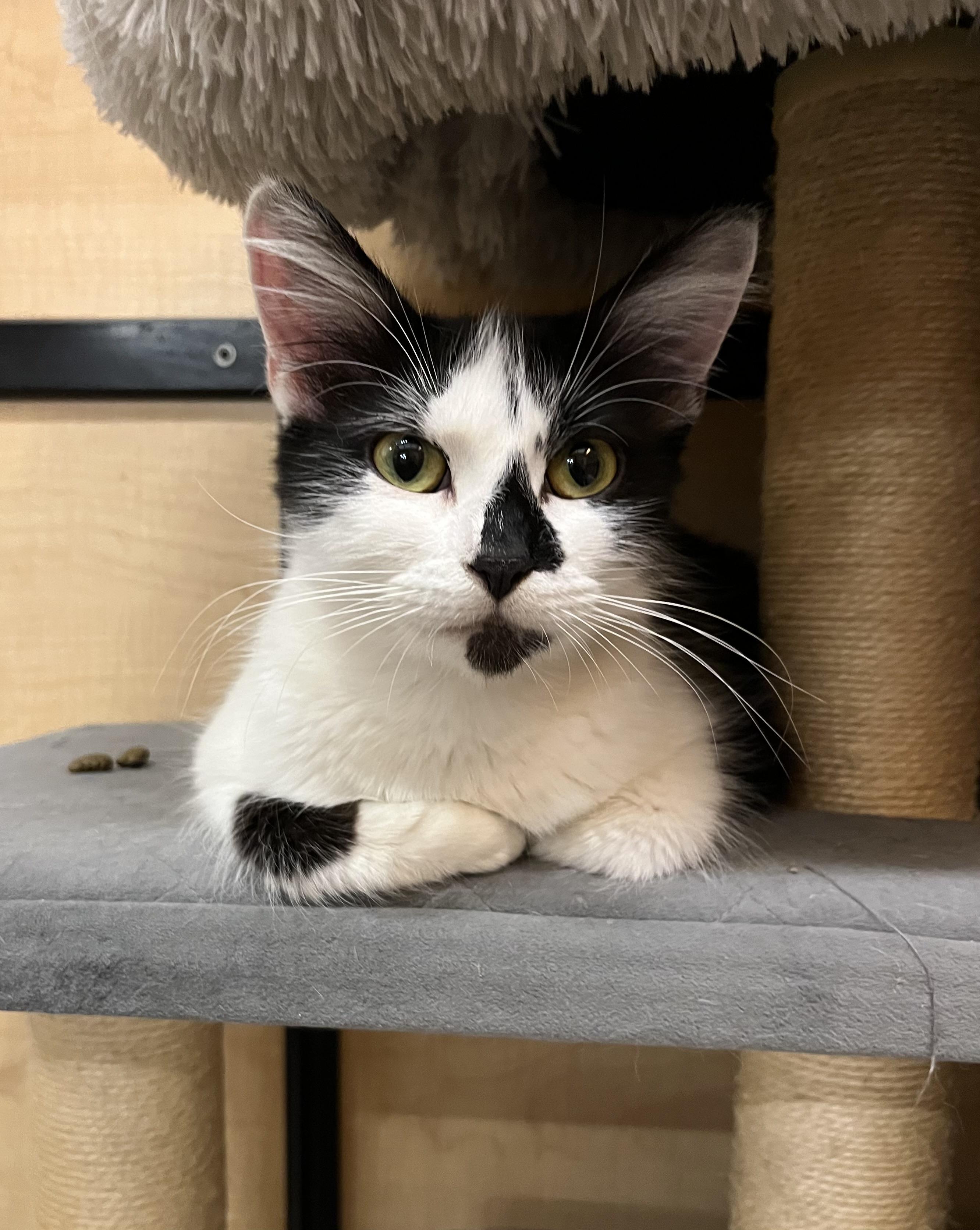 Enlarge Tiffany, a Adoptable Domestic Medium Hair image 1/3