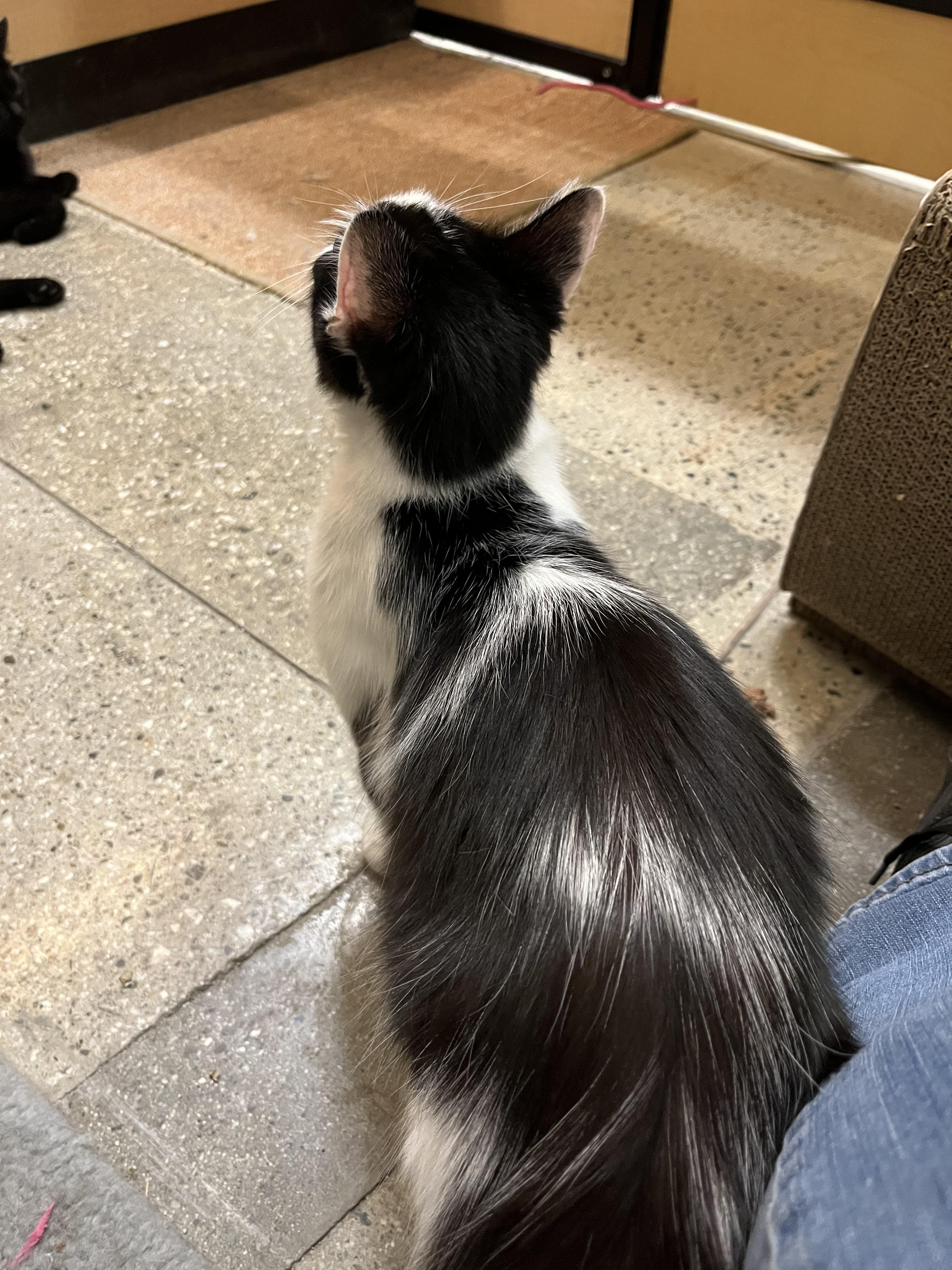 Enlarge Tiffany, a Adoptable Domestic Medium Hair image 3/3