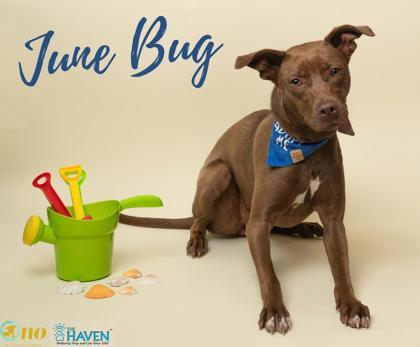 June Bug, Adoptable, Adult Female Mixed Breed & Mixed Breed.
